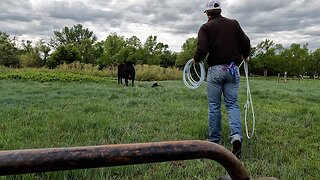 Pairs on Summer Pasture!