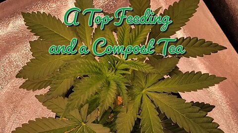 Top Feeding and a Compost Tea