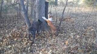 Feist dog tree'd a squirrel