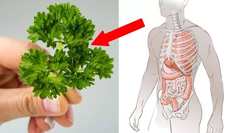7 Reasons Why You Should Eat More Parsley - Health Benefits of Parsley