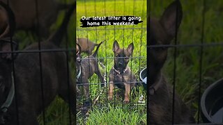 Puppies are ready to go to their new homes. #malinoislovers #dutchshepherd #puppy