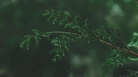 Rain onto Pine Tree Leaf for sleep, mediation and relaxation to help aid ADD/ADHD Extended Version.