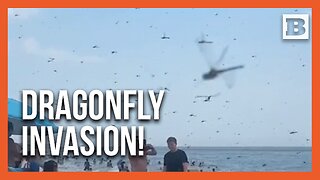 Surreal Scene: Thousands of Dragonflies Descend on RI Beach