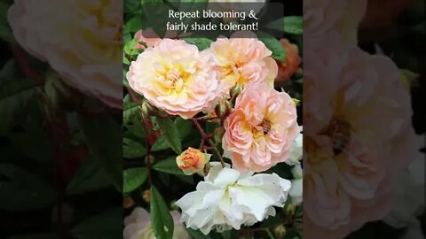 Gorgeous Apricot Flower: Rambling Rose Ghislaine de Feligonde