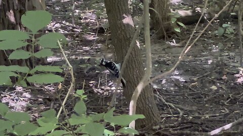 Hairy Wood Peckers courting mating? 😍