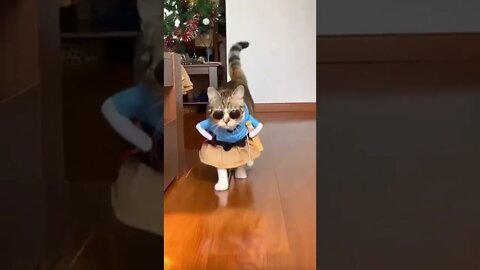 Funniest Cats 😹 - Don't try to hold back Laughter 😂 - Funny Cats Life #shorts #funny