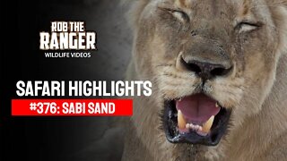 Safari Highlights #376: 31 Oct - 03 Nov 2015 | Sabi Sand Nature Reserve | Latest Wildlife Sightings