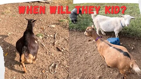Why Do We Do Sketchy Stuff? And Has Kidding Started Yet? | Three Little Goats Homestead Vlog