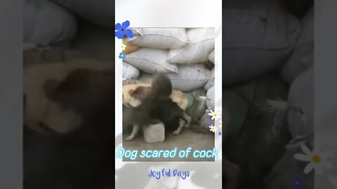 🐕 Dog scared of cock,#shorts,#cock,#dog,#bird,#animal,#doglover,#birdlovers