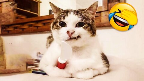 Best Funny Cats Videos 2021 🐶😹 - Funny Animals Compilation 😂