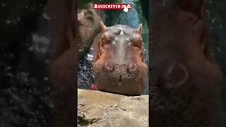 Como alimentar o seu hipopotamo! Parece eu comendo! 😯 #shorts #animal