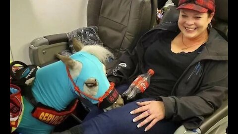 Only dogs will be allowed on planes as service animals - Report