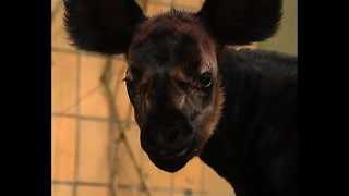Gorgeous Baby Okapi