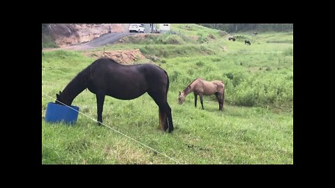 New rescue horse escaped overnight looking for company now paired with an old mare - Day 2