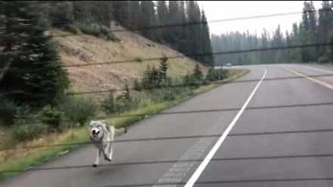 Un loup poursuit une famille