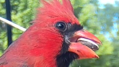 The Beautiful Northern Cardinal