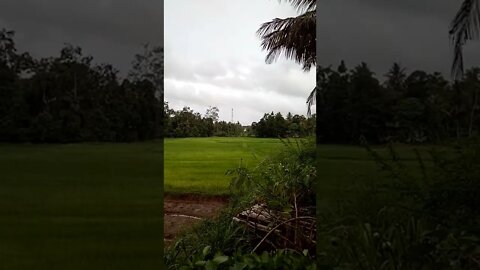 A Green Paddy Field in Sri Lanka
