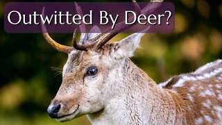 Deer Repellants Don't Work - How Can You Keep Deer From Eating Your Plants?