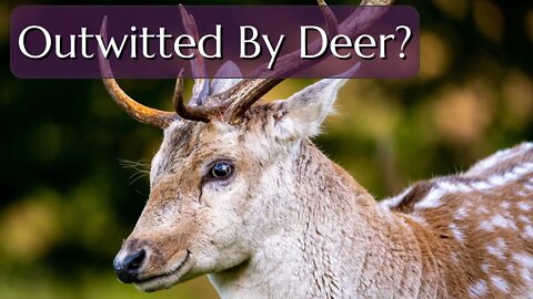 Deer Repellants Don't Work - How Can You Keep Deer From Eating Your Plants?