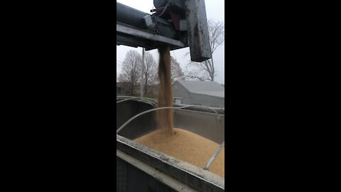 Loading Soybeans on Semi