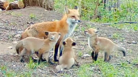 Fox Comes Around the Corner with Her Kits