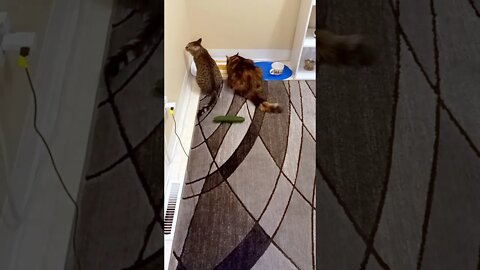 Cats React to Cucumber
