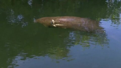 Wildlife officers, police helping injured manatee in Boynton Beach