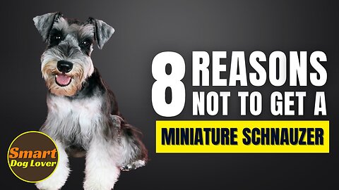 8 Reasons Why You SHOULD NOT Get a Miniature Schnauzer