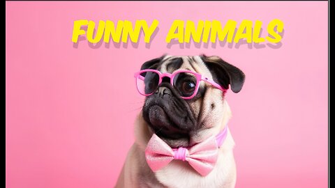 Unlock the Mystery of the Hilarious Animal Antics on Youtube! Intriguing and Mysterious