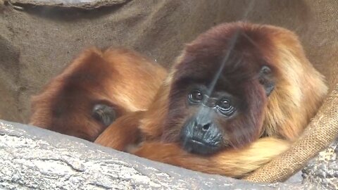 Red howler monkey staying in tree