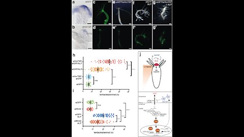 HYBRID HUMANS!! Transfecting Humans Into New Species