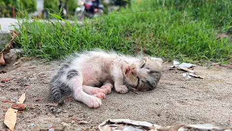 Motherless Kitten was Losing his Breath And No One Cared!