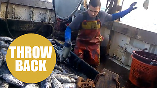 Cornish fishermen throwing away up to a tonne of sea bass every trip due to fishing quotas