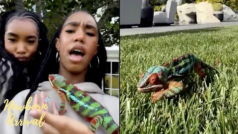 Diddy Twin Daughters Take Pet Chameleon For Walk Outside The Mansion! 🦎