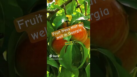 Fruit Trees Abound In Georgia! #livinginatlanta #shorts