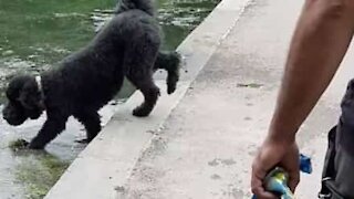 Ce chien tombe par mégarde dans un lac