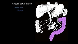 Hepatic portal system