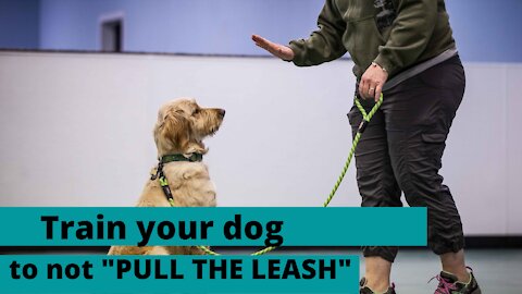 How to leash train your dog not to pull 🦴 Dog Training lose lead walking