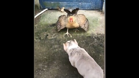 Dogs vs Chicken - Funny animal videos