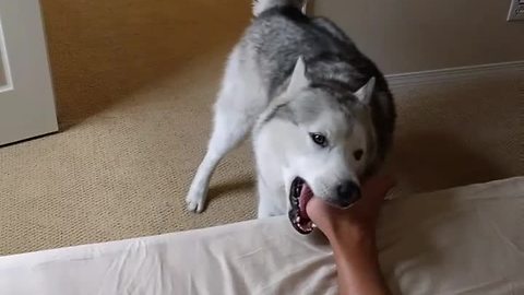 Husky alarm clock proves to be very effective