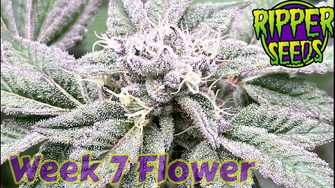 Ripper Seeds GMO x Animal Cookies wk 7 flower in rdwc under @grandmasterlevel Masterbloom6 Red