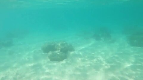 Dana Snorkeling Coral Reefs in Moorea Lagoon - 29 Sep 2022-2