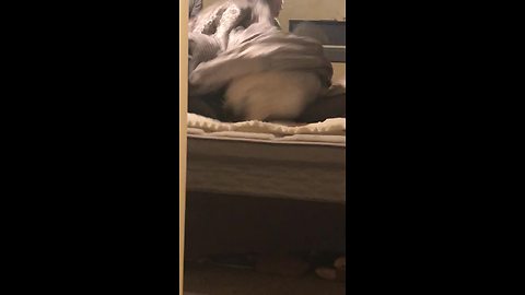 ‘Disappearing’ Dog Spins Right Off The Bed