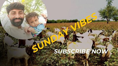 how to spend vacation | how to spend holidays usefully | cattle farm | Sunday vibes #agriculture