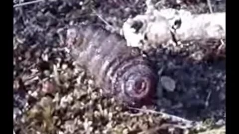Massive Alien Creature Crawled Out Of A Dead Animal