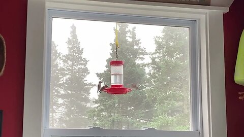Hummingbirds not sharing with eachother