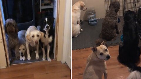 Most Patient Dogs Ever Know Exactly When Its Time To Eat
