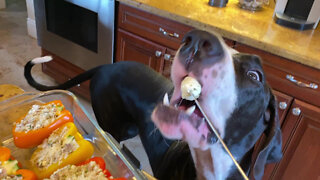 Funny Great Dane Samples Stuffed Peppers Mozzarella Cheese Ball