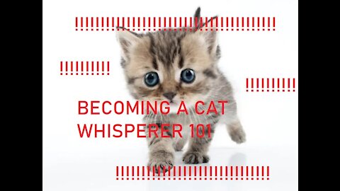 BECOME A CAT WHISPERER NOW!!!!!!!!!