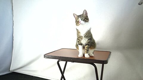 A Living Cat Statue on the Table